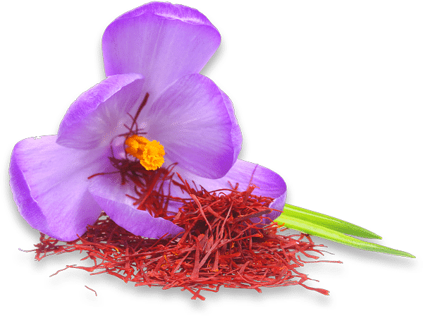 Fleur de safran