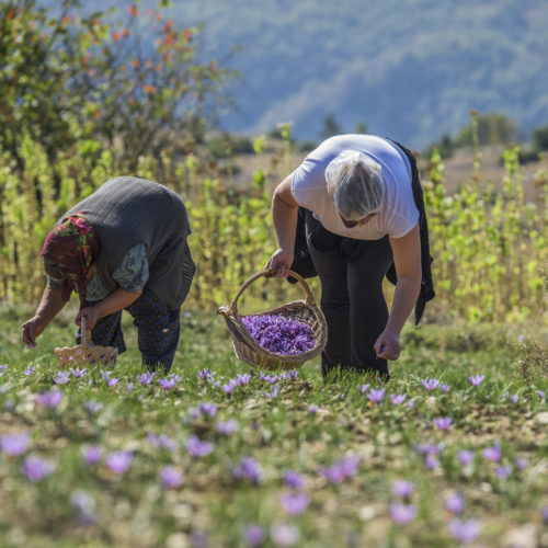 Workers with basket gathering saffron flowers during saffron harvesting season